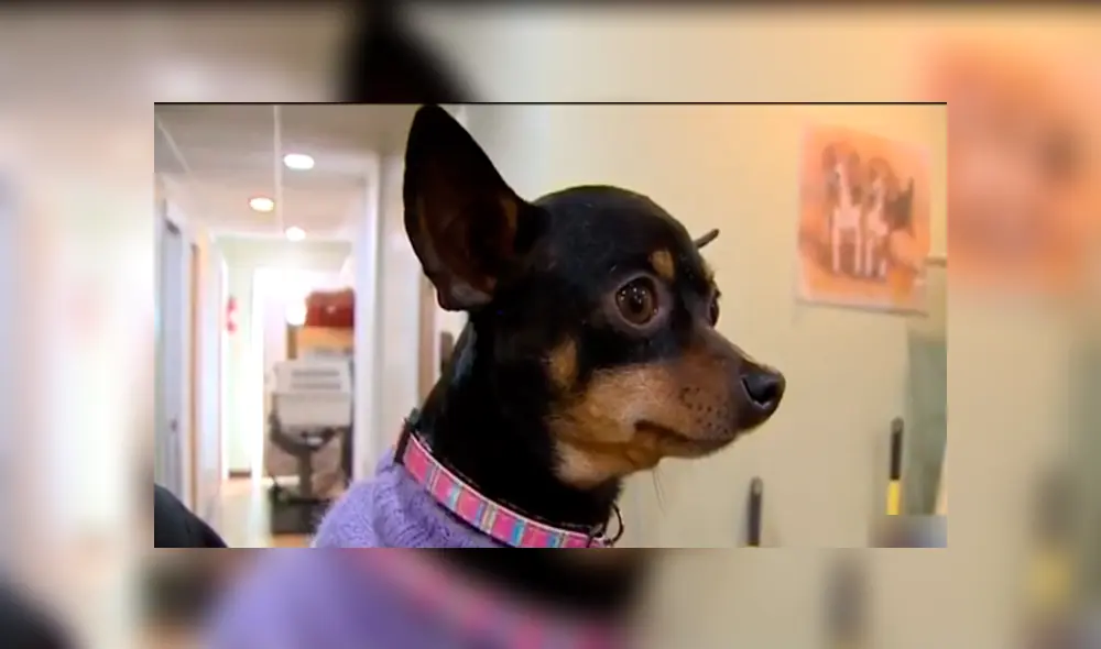 Pareja lanza desde un auto en movimiento a seis perros causando la muerte de cinco de ellos [VIDEO]