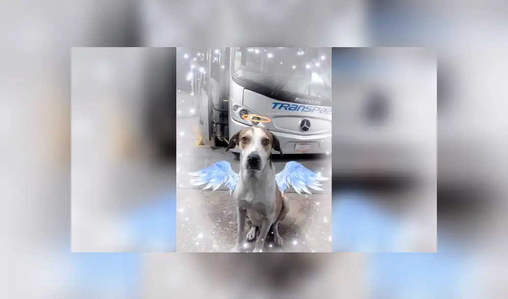 Desliza a la izquierda para conocer al can que conmovió a todo Facebook. Foto: Facebook Firulais.
