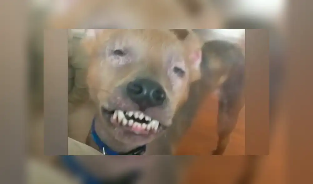Desliza para ver el aspecto de este perro que ha conquistado a todos en Facebook. Foto: Captura.