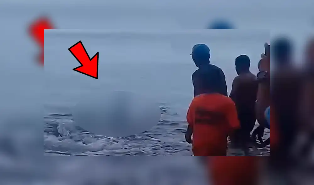 YouTube viral: enorme criatura marina aparece en la playa y bañistas luchan por salvarle la vida [VIDEO] 