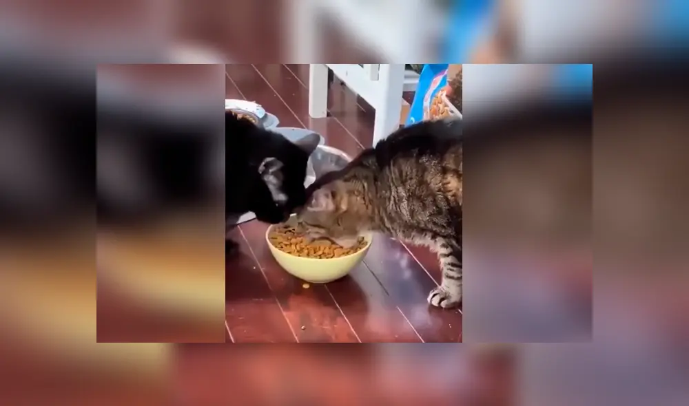 Desliza las imágenes para observa el comportamiento de un gato para impedir que su ‘amigo’ le quite su comida. Foto: Captura.