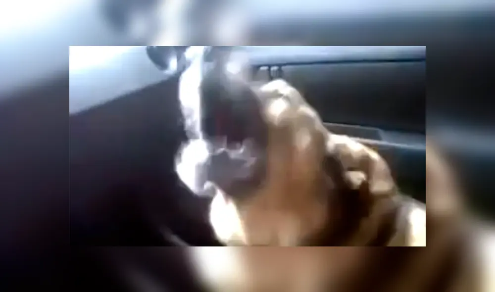 Perro regresa a casa, luego de estar perdido y trata de explicarle a su dueña dónde estuvo [VIDEO]