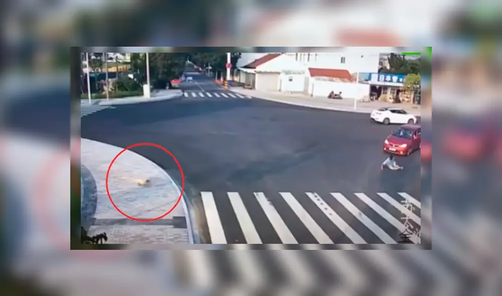 El can fue testigo del terrible accidente que sufrió un peatón por cruzar mal la pista y le dio una épica lección El can fue testigo del terrible accidente que sufrió un peatón por cruzar mal la pista y le dio una épica lección