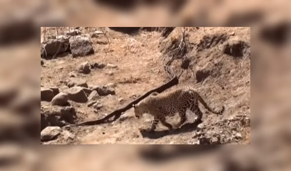 Leopardo y pitón de más de 3 metros se enfrascan en brutal pelea y el final impacta a miles [VIDEO]