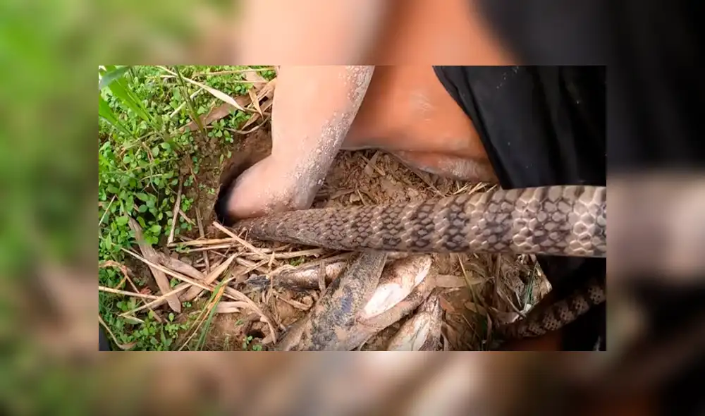 Desliza hacia la izquierda para ver el hallazgo que hizo un joven dentro de un hueco. Video es viral en YouTube. Desliza hacia la izquierda para ver el hallazgo que hizo un joven dentro de un hueco. Video es viral en YouTube.