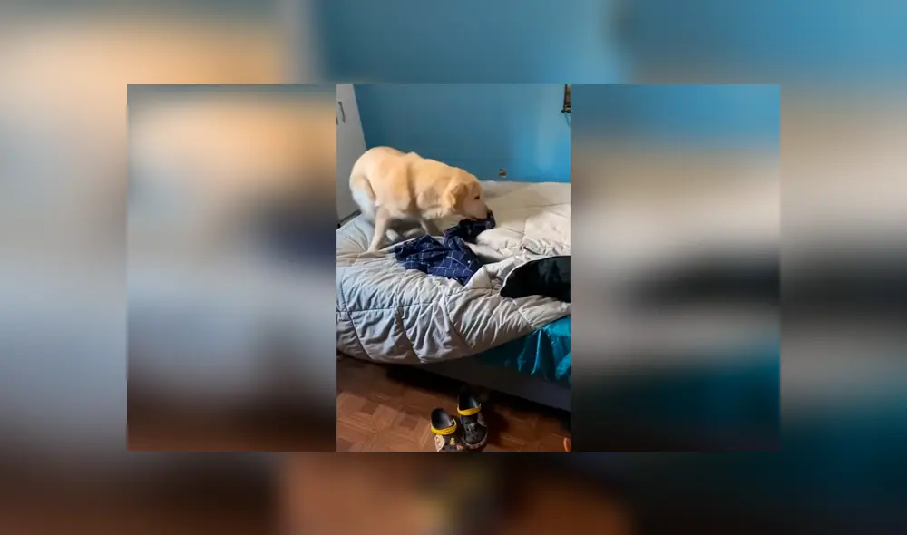 Desliza las imágenes hacia la izquierda para apreciar el singular método que aplicó un perro para despertar a su amo. Foto: Captura.