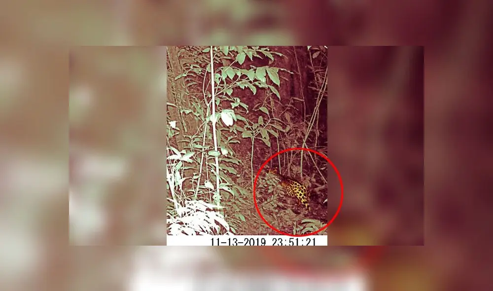 Hasta el momento solo se tenía conocimiento de la presencia del jaguar en el Parque por el hallazgo de huellas y testimonios de comuneros locales. (Foto: Captura de video) Hasta el momento solo se tenía conocimiento de la presencia del jaguar en el Parque por el hallazgo de huellas y testimonios de comuneros locales. (Foto: Captura de video)