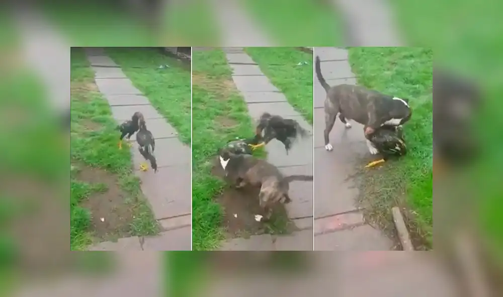 Vía Facebook: pelea de gallos provoca esta reacción en un perro pitbull [VIDEO]