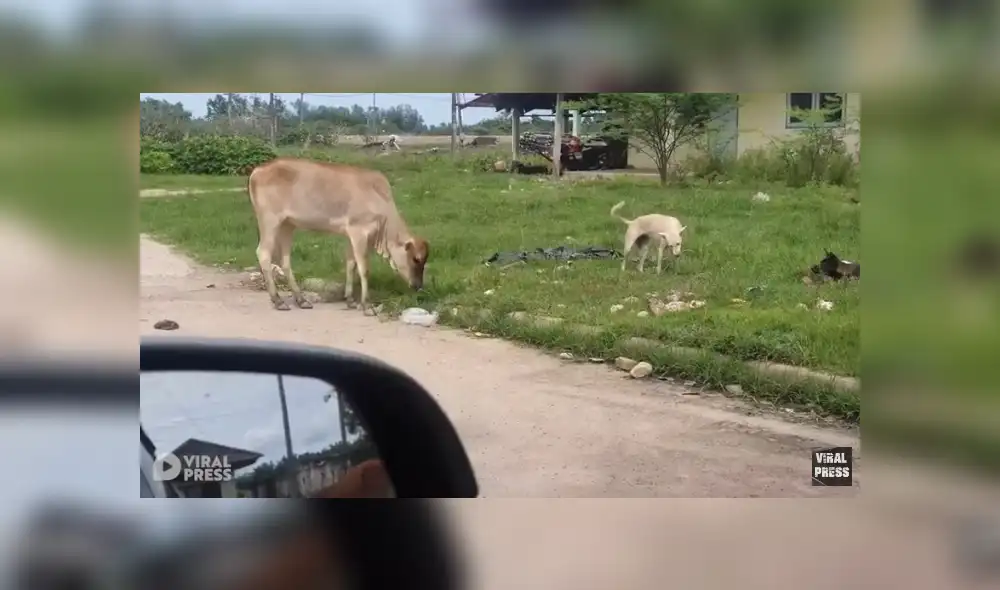 Desliza para ver el desenlace de este video que se volvió viral en Facebook. Foto: Captura. Desliza para ver el desenlace de este video que se volvió viral en Facebook. Foto: Captura.