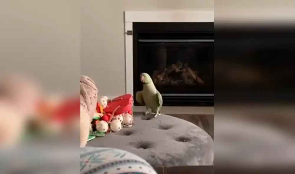 Desliza las imágenes para ver al tierno loro asombrando por su espectacular baile. Foto: captura de YouTube Desliza las imágenes para ver al tierno loro asombrando por su espectacular baile. Foto: captura de YouTube