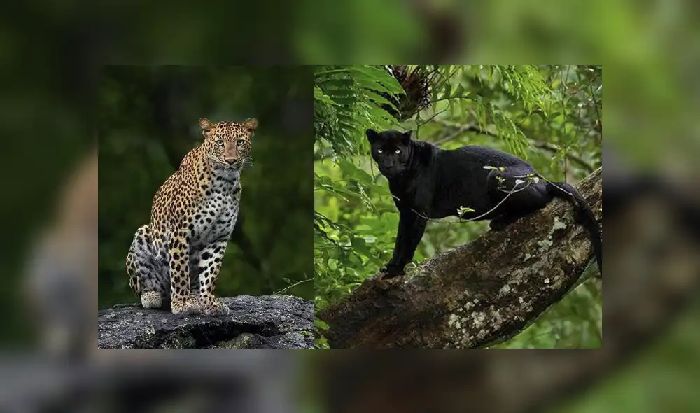 El fotógrafo logró captar a una pantera negra y un leopardo en una reserva forestal de la India. Foto: Mithum H