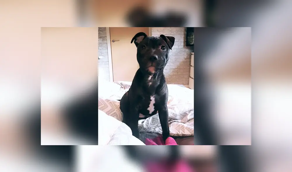 Desliza las imágenes para apreciar la curiosa acción de una perrita para reunirse con su ‘amigo’ y recibir unos mimos. Foto: Captura.