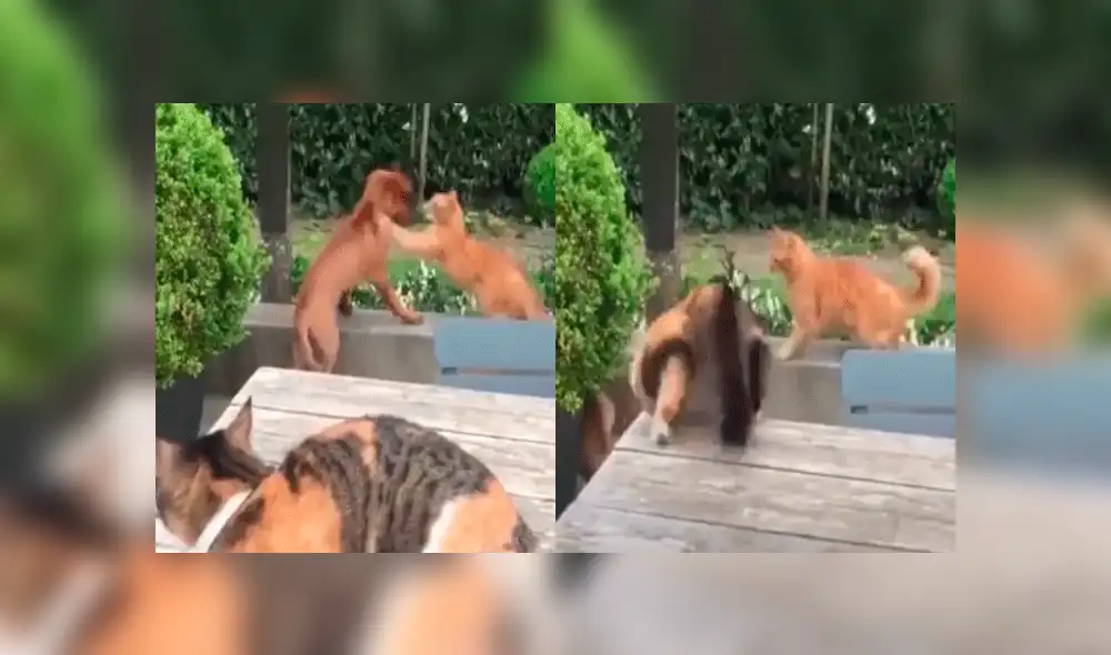 Joven capta el momento en que su gato se pelea con otro felino para defender a un perro [VIDEO]