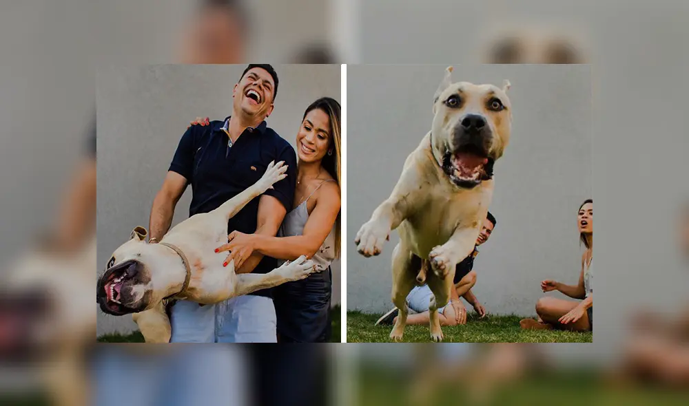 En Facebook, un travieso perro arruinó la sesión de fotos de sus dueños al colocarse delante de la cámara.