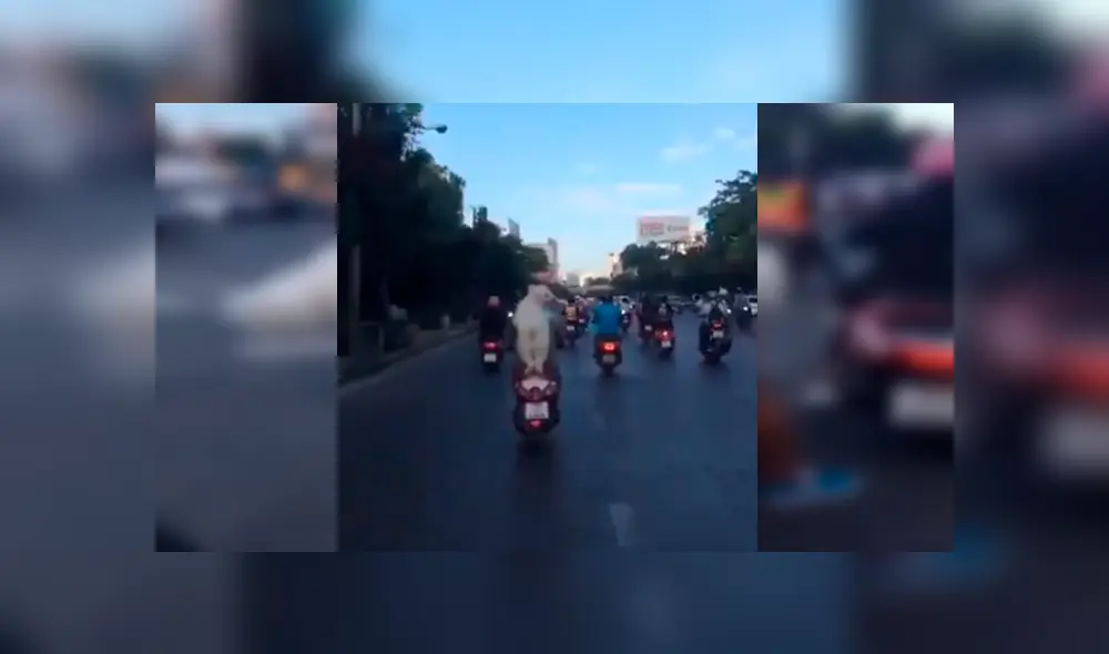 Video es viral en YouTube. Un hombre sacó a pasear a su perro en motocicleta, sin imaginar que el can se volvería famoso por su peculiar forma de viajar