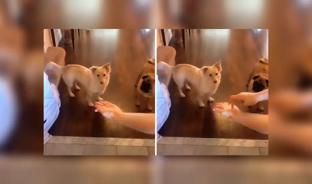 Desliza las imágenes hacia la izquierda para apreciar la reacción de un perro sordo al saber que saldrá a la calle.