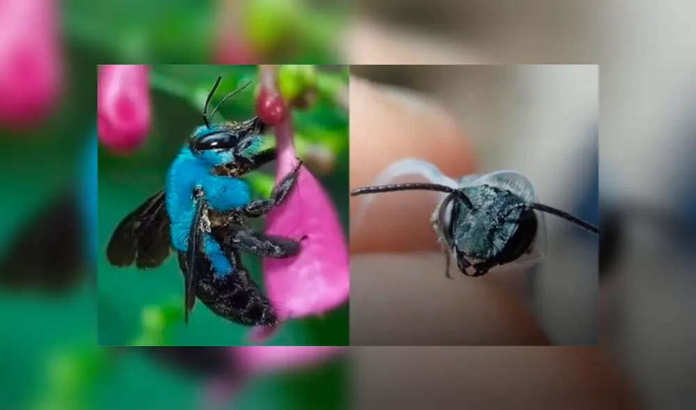 El investigador Chase Kimmel indicó que la calamintha solo se ha detectado en cuatro áreas cubiertas de pinos y naranjos. El investigador Chase Kimmel indicó que la calamintha solo se ha detectado en cuatro áreas cubiertas de pinos y naranjos.