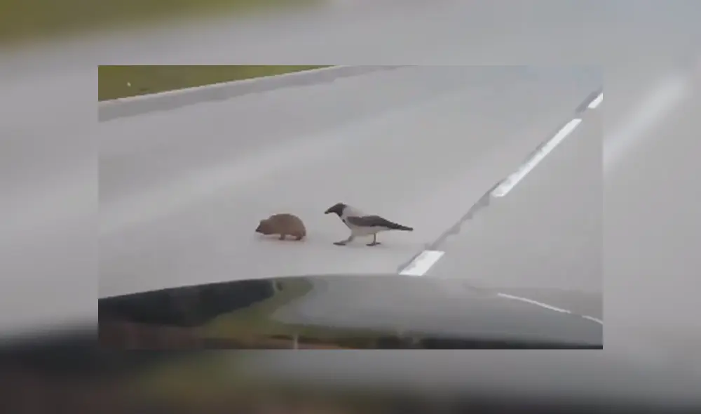 Desliza las imágenes hacia la izquierda para conocer la noble acción de un pájaro para salvar la vida de un erizo.