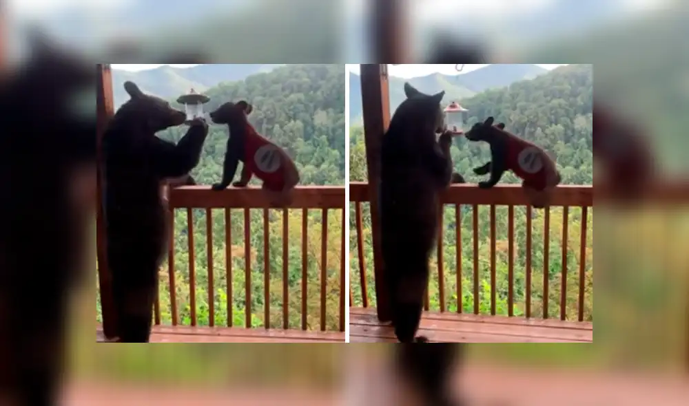 En lugar de huir por el pánico, la mujer se quedó junto a su hijo para ver a la familia de osos. Foto: captura En lugar de huir por el pánico, la mujer se quedó junto a su hijo para ver a la familia de osos. Foto: captura