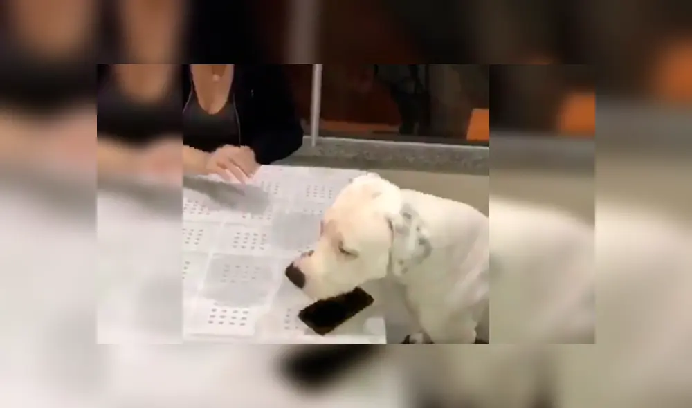 Dueño del can lo dejó al cuidado de su celular, sin imaginar la curiosa conducta del animal cuando su novia intentó agarrar el móvil