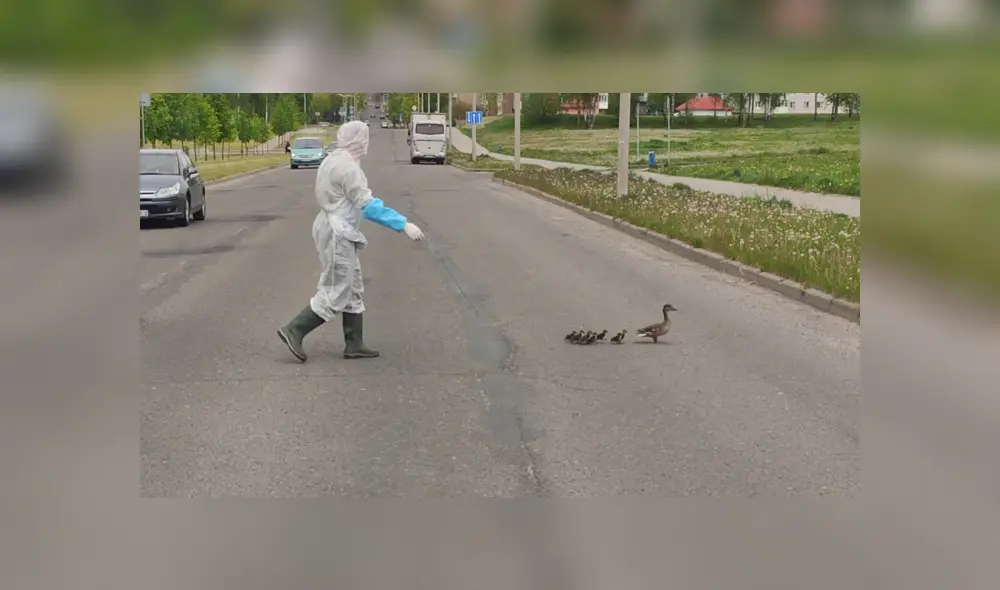 En YouTube se hizo viral el tierno momento en que un trabajador médico ayuda a cruzar la pista a unos patos.