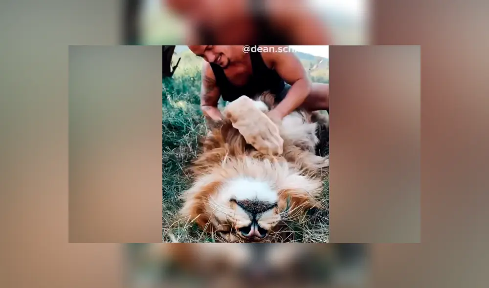 Desliza hacia la izquierda para ver la tierna escena de Facebook protagonizada por un cuidador de leones.