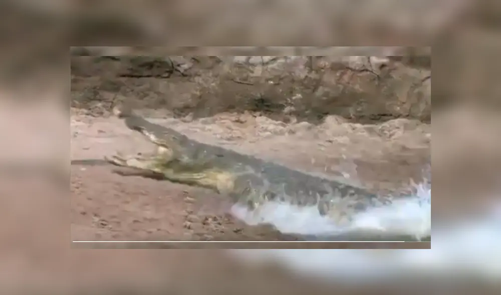 Video es viral en Facebook. El épico escape del ciervo, que estaba tomando agua de un río, ha dejado a más de uno con la boca abierta Video es viral en Facebook. El épico escape del ciervo, que estaba tomando agua de un río, ha dejado a más de uno con la boca abierta