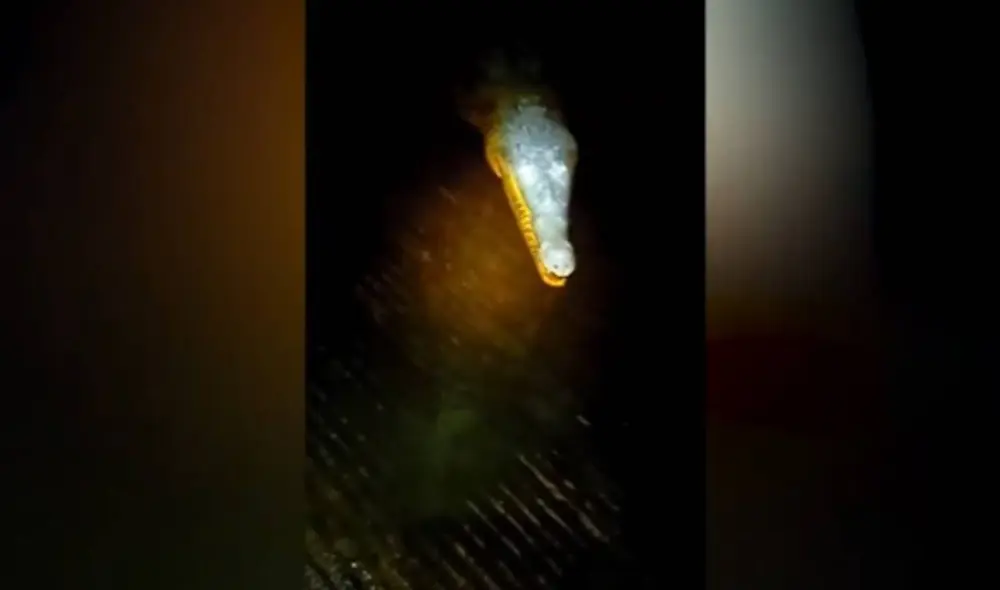 Desliza las imágenes para ver la impactante experiencia que vivió un joven al sumergir su mano en un lago en plena oscuridad. Foto: Caters Clips/ YouTube
