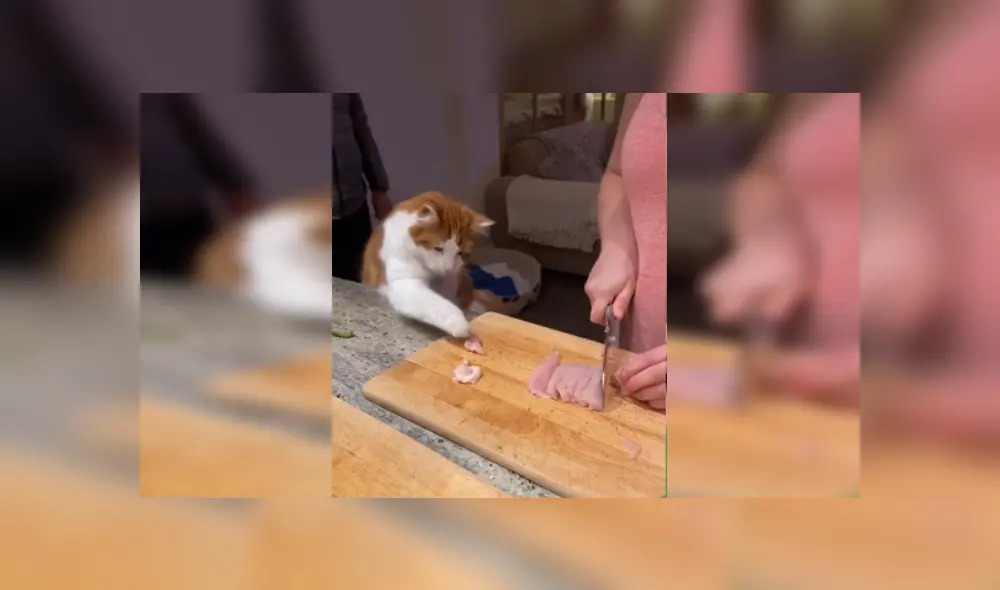Desliza las imágenes para ver más sobre este travieso gato que hace de todo para 'robar' un poco de comida. (Foto: captura) Desliza las imágenes para ver más sobre este travieso gato que hace de todo para 'robar' un poco de comida. (Foto: captura)