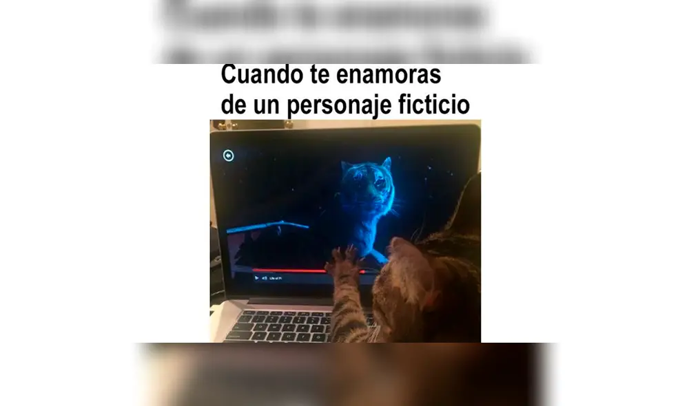 Los memes por el Día Internacional del Gato. Los memes por el Día Internacional del Gato.