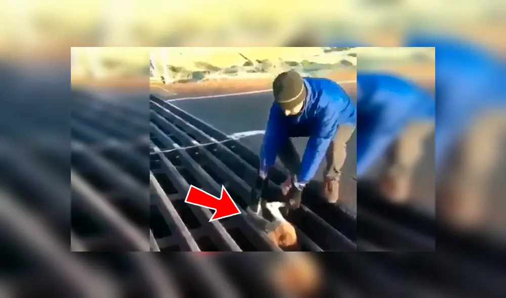 En Facebook, una criatura recorría una carretera y quedó atrapada en la alcantarilla, para su suerte recibió ayuda. En Facebook, una criatura recorría una carretera y quedó atrapada en la alcantarilla, para su suerte recibió ayuda.