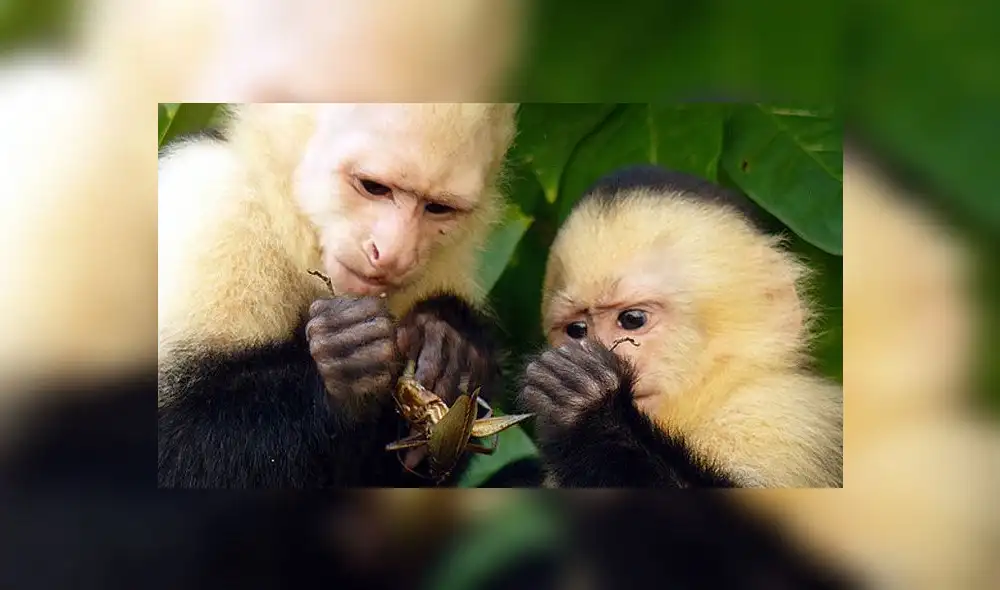 Youtube muestra que capuchinos panameños ingresaron a su propia Edad de Piedra Youtube muestra que capuchinos panameños ingresaron a su propia Edad de Piedra