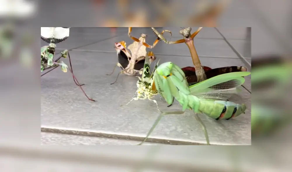YouTube viral: joven intenta rescatar a mariposa del ataque de feroces mantis y recibe un duro castigo