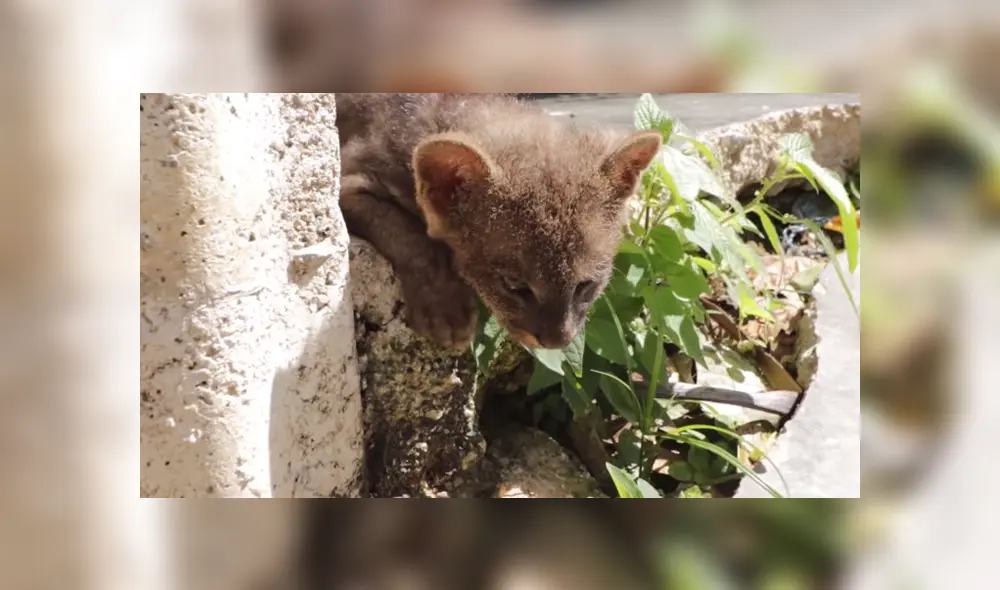 El hombre vio al animal desamparado y no tuvo mejor idea que llevarlo a su casa para cuidarlo. Foto: Facebook