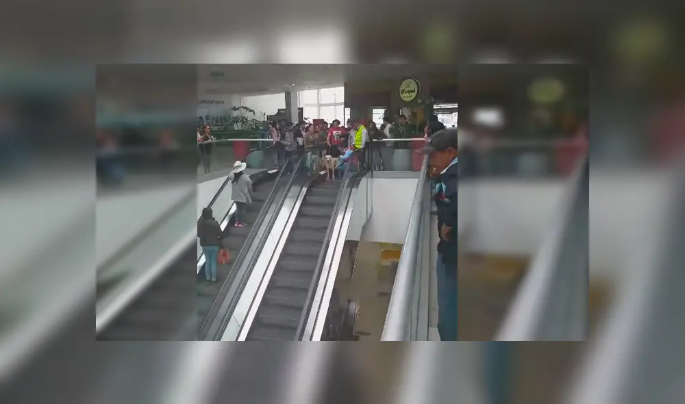 Peruano grabó el curioso momento en el que personal de seguridad de Real Plaza ayuda a un temeroso perro a bajar del segundo piso Peruano grabó el curioso momento en el que personal de seguridad de Real Plaza ayuda a un temeroso perro a bajar del segundo piso