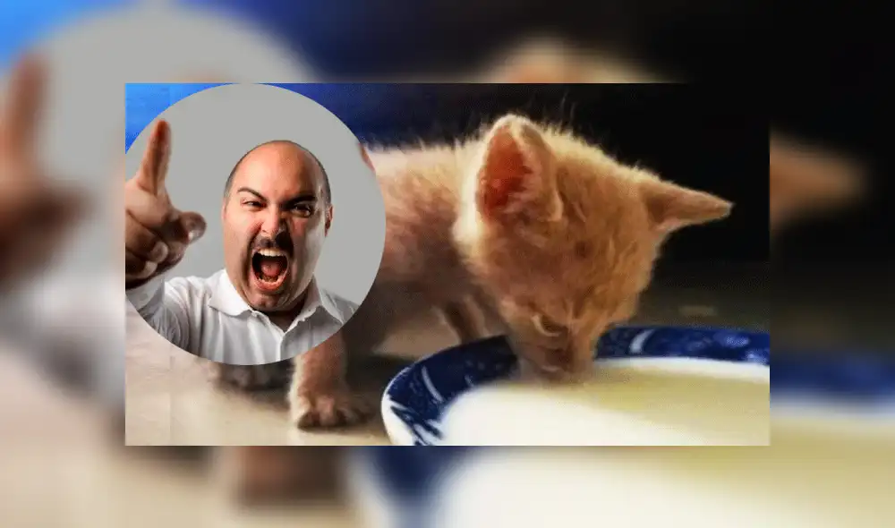 Facebook: "no traigas más gatos a casa" le dijo su padre y días después lo capta en tierna escena