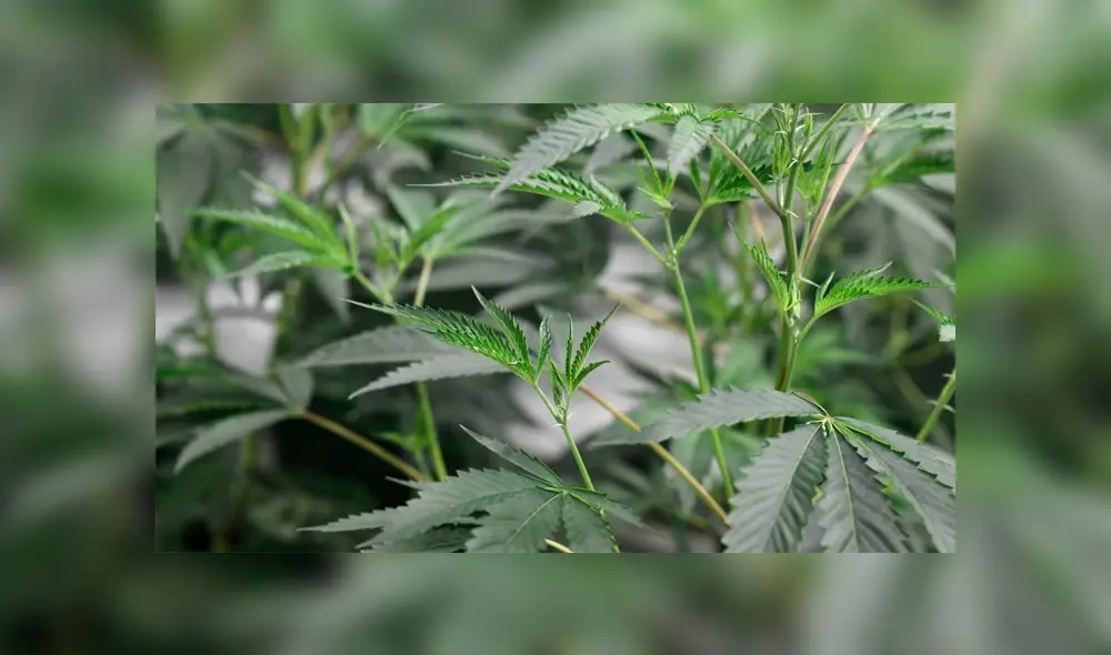 La menor ingresó de emergencia al hospital de Alicante, España, en estado de coma por el consumo de la droga.