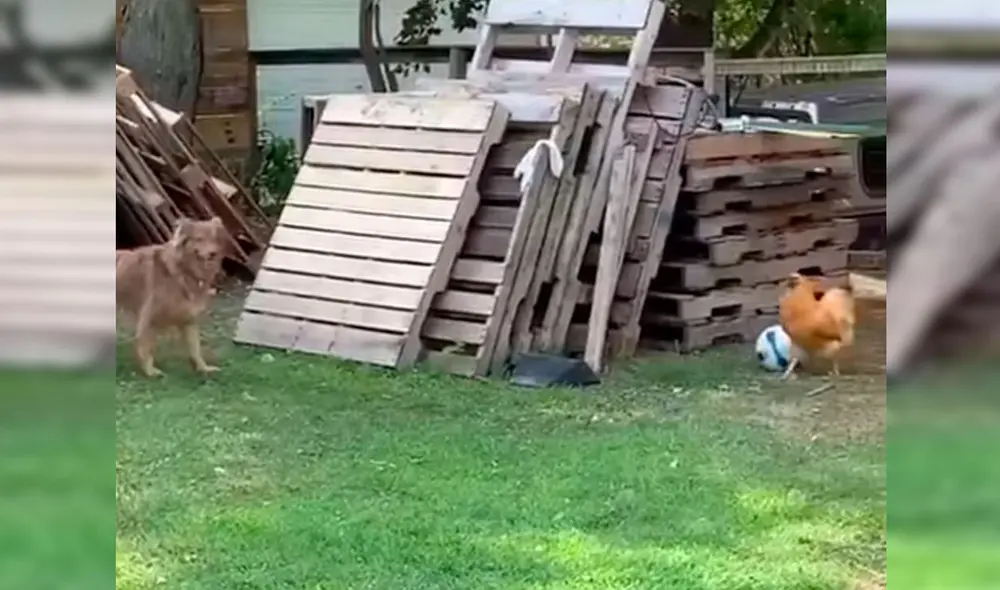 Desliza las imágenes hacia la izquierda para observar la divertida escena entre un perro junto a una gallina. Fotocaptura: Facebook. Desliza las imágenes hacia la izquierda para observar la divertida escena entre un perro junto a una gallina. Fotocaptura: Facebook.