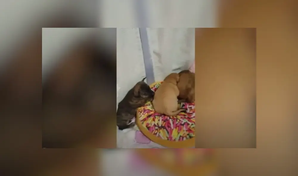 Video es viral en YouTube. La mujer y sus hijos encontraron a tres cachorros escondidos entre los escombros de un basural y los sacaron de ahí para llevarlos a su casa.