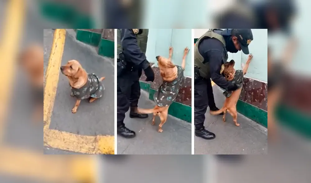 En Facebook, unos policías peruanos no tuvieron mejor idea que intervenir a un perro que actuó como un ‘delincuente’.