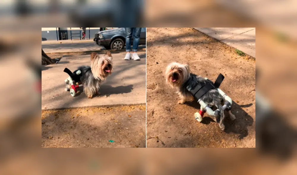 Los perritos lucen recuperados y pueden caminar. Foto: Twitter. Los perritos lucen recuperados y pueden caminar. Foto: Twitter.