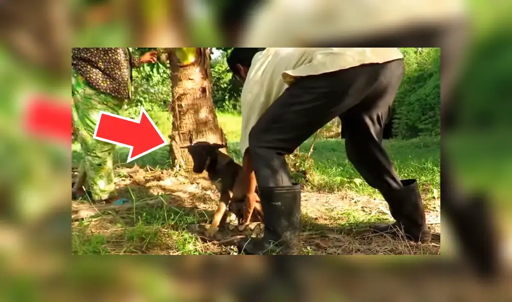 YouTube viral: graban a anaconda a punto de comerse un perro, pero dos 'ángeles' lo rescatan [VIDEO]