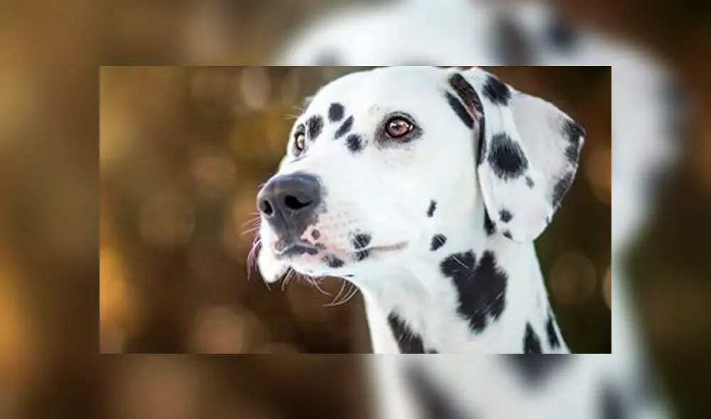 Desliza para ver las imágenes de TikTok. Foto: captura Desliza para ver las imágenes de TikTok. Foto: captura