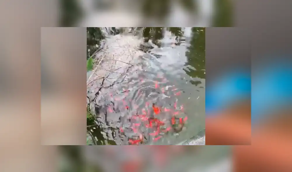 YouTube viral: Mono recibe envase lleno de comida y lo que hace cautiva a miles [VIDEO]