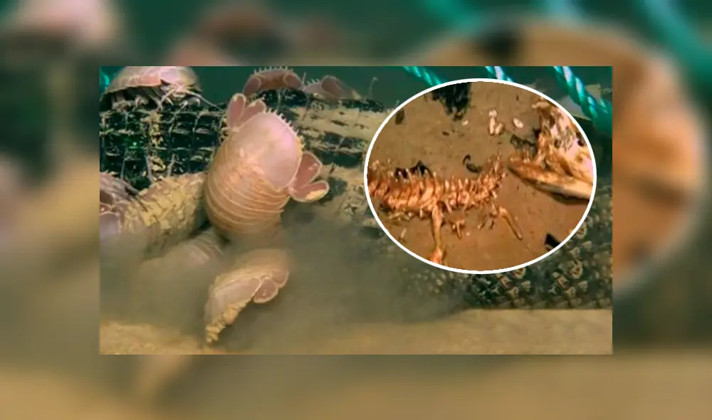 Desliza hacia la izquierda para ver a las criaturas que aterraron a miles en YouTube.