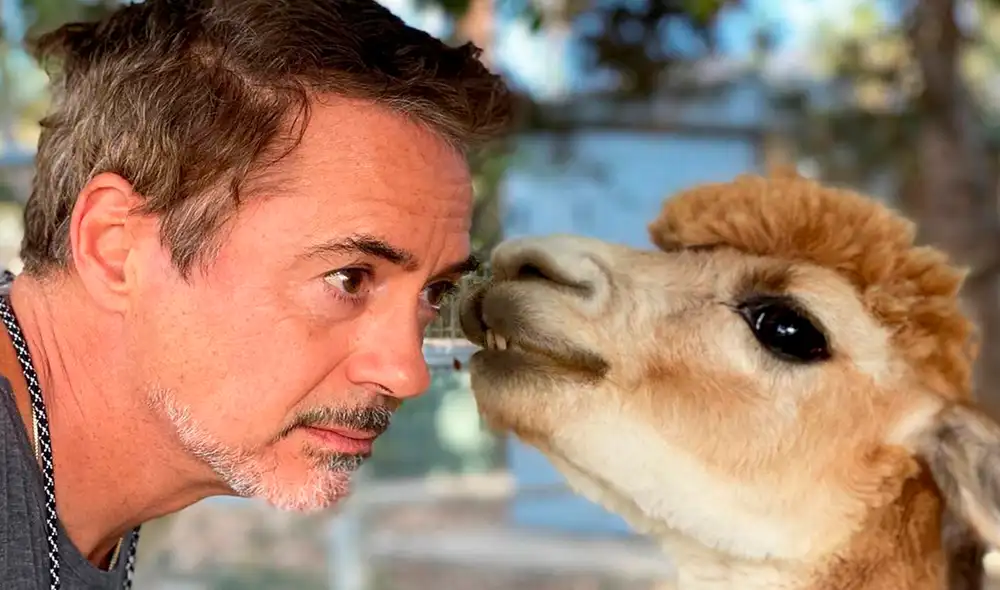 Robert Downey Jr Robert Downey Jr
