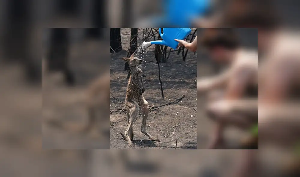 En Facebook, un indefenso canguro pidió ayuda de un niño tras resultar herido por los incendios en Australia. En Facebook, un indefenso canguro pidió ayuda de un niño tras resultar herido por los incendios en Australia.