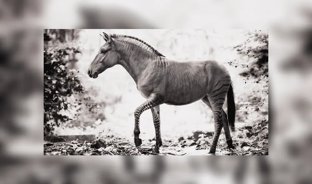 YouTube viral: cebra y yegua tuvieron cría que se volvió el animal más raro del mundoYouTube viral: cebra y yegua tuvieron cría que se volvió el animal más raro del mundo YouTube viral: cebra y yegua tuvieron cría que se volvió el animal más raro del mundoYouTube viral: cebra y yegua tuvieron cría que se volvió el animal más raro del mundo