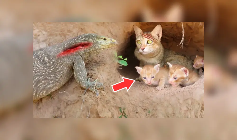 Vía YouTube: gata saca las 'garras' por sus hijos ante un dragón de komodo [VIDEO]