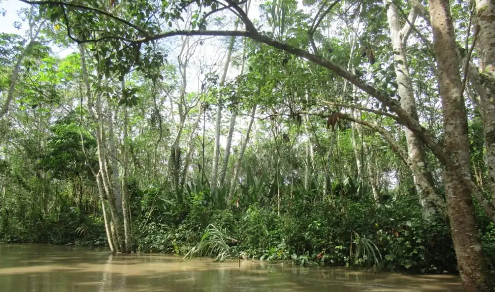 Esto es resultado de una iniciativa impulsada por la comunidad nativa de Once de Agosto. Esto es resultado de una iniciativa impulsada por la comunidad nativa de Once de Agosto.